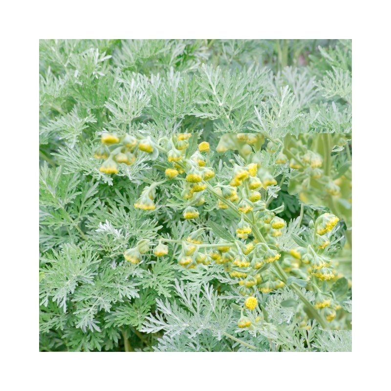 Davana Essential Oil Organic - eOil.co.za