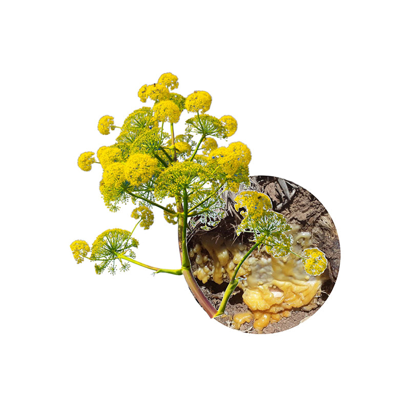 Galbanum Essential Oil Organic - eOil.co.za