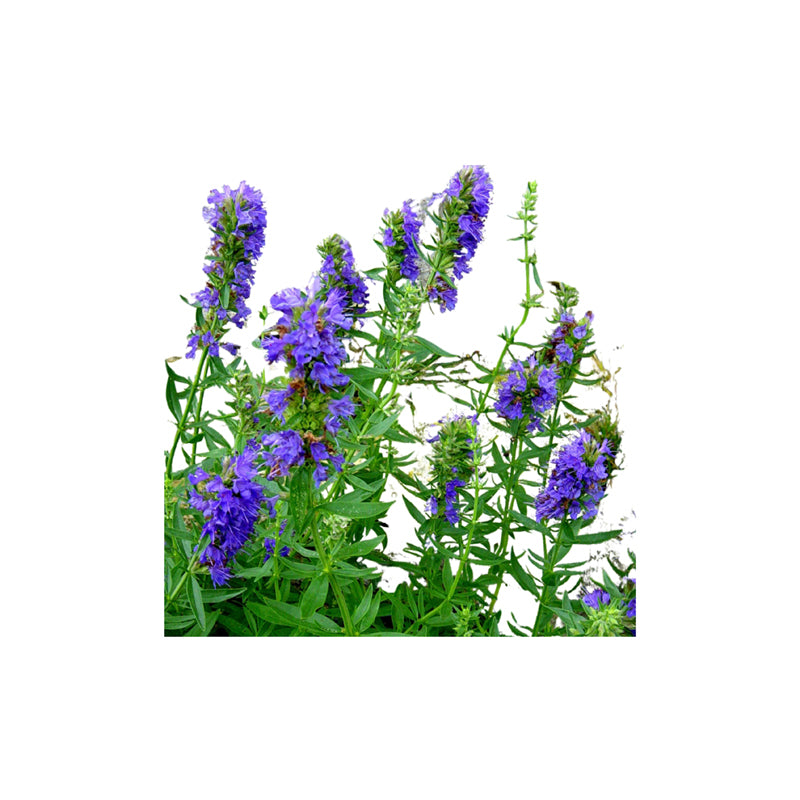 Hyssop Essential oil Organic - eOil.co.za