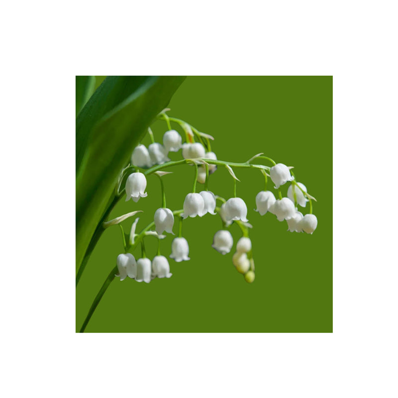 Lily of the Valley Absolute Oil ( Convollaria majolis ) - eOil.co.za