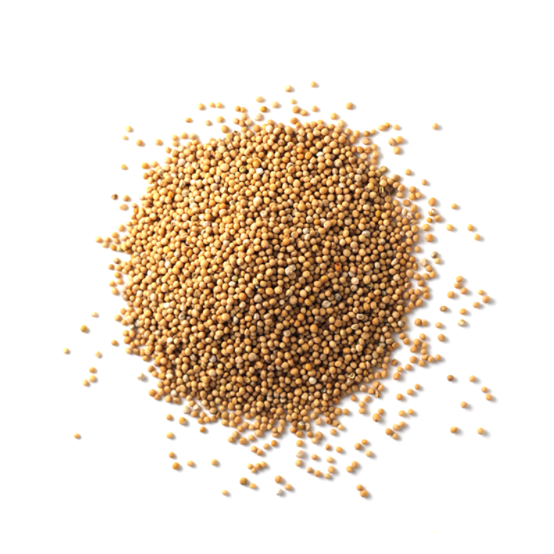 Mustard Seeds Yellow Dried - 100 g - Herbal Collection - eOil.co.za