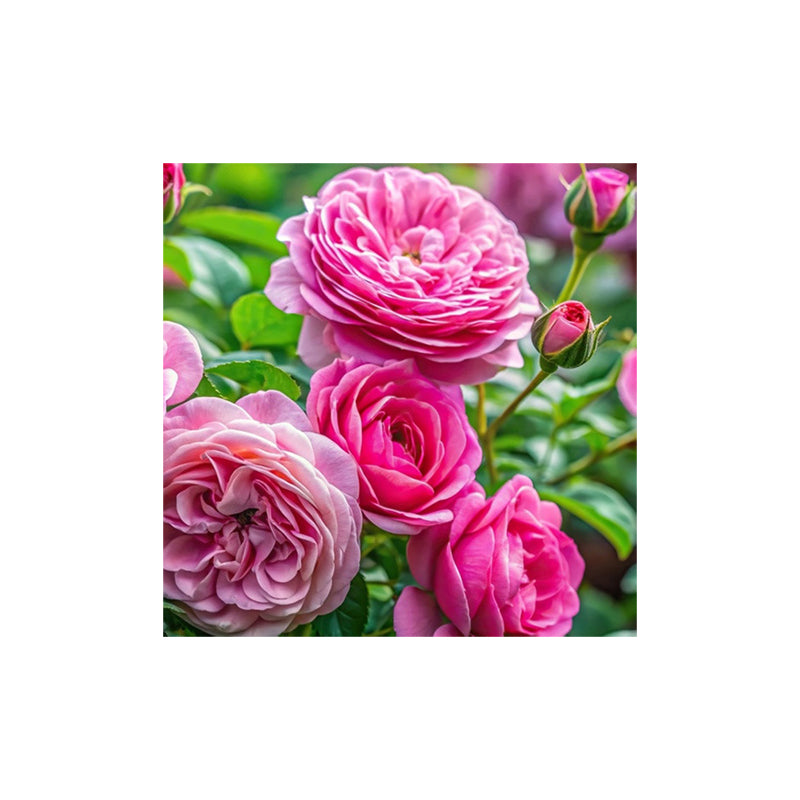 Rose de Mai Absolute Oil Organic - eOil.co.za