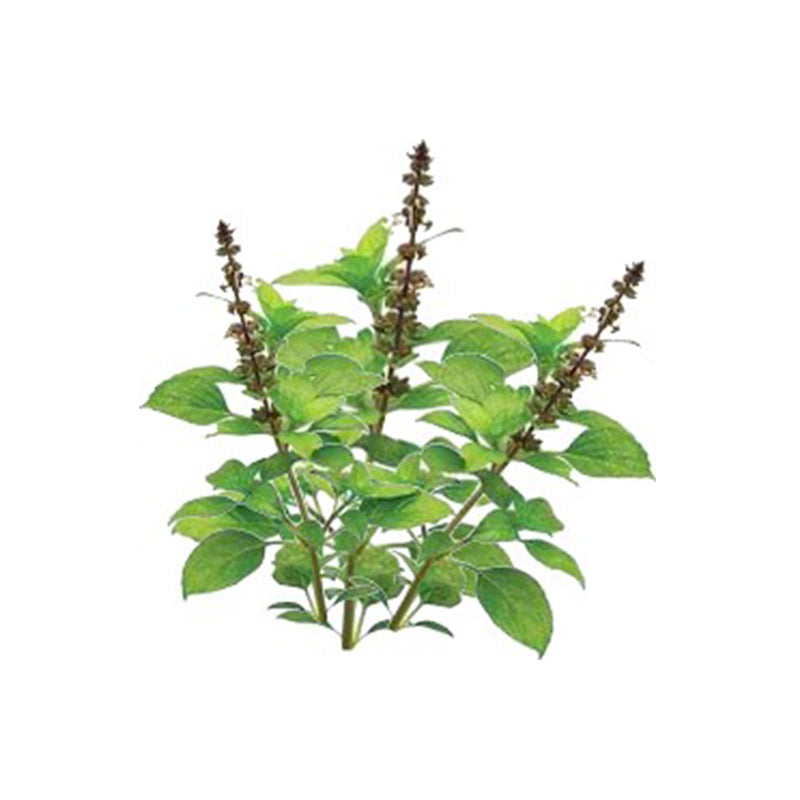 Tulsi Holy Basil essential oil Organic - eOil.co.za