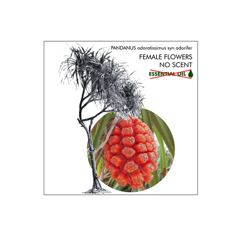 Kewra Essential Oil Organic, floral note for perfumery and culinary aroma