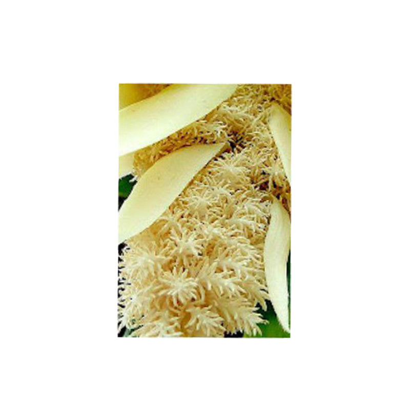 Kewra Essential Oil Organic, floral note for perfumery and culinary aroma