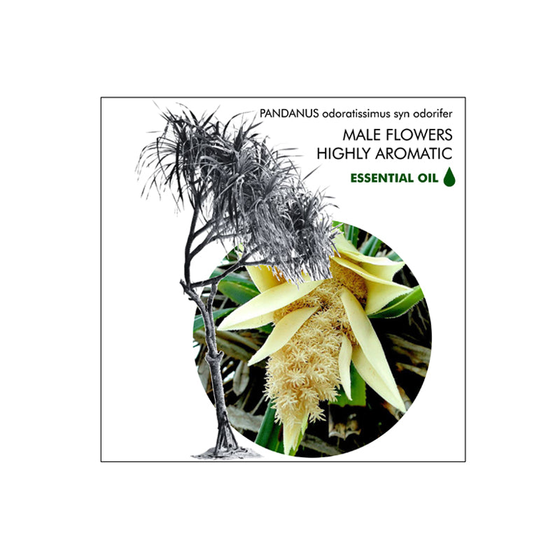 Kewra Essential Oil Organic, floral note for perfumery and culinary aroma