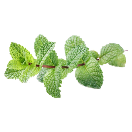 Spearmint Organic Essential Oil (Mentha spicata) - eOil.co.za