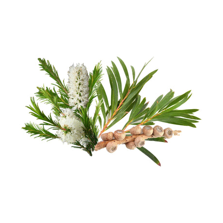Tea Tree Essential Oil Organic - eOil.co.za