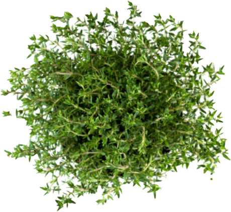 Thyme Essential Oil Organic - eOil.co.za