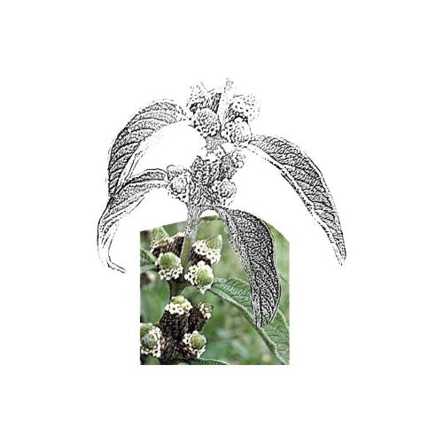 eOil.co.za essential oil lippia javanica 10 ml organic 100 % pure