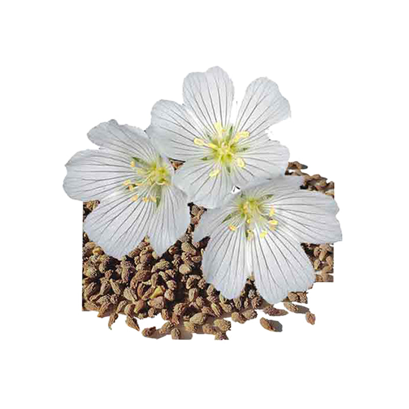 MeadowFoam - eOil.co.za