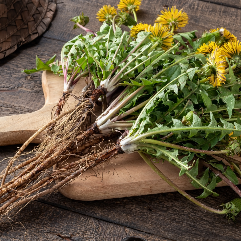 Dandelion: Nature's Hidden Gem - From Herb to Tincture to Glycerite.