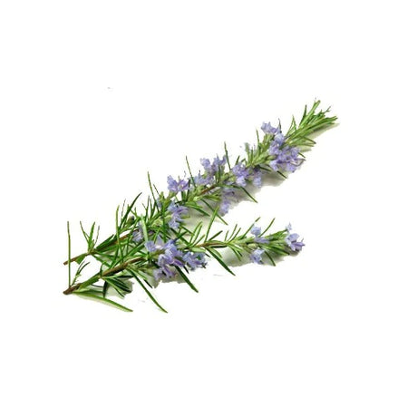 ROSEMARY VERBENONE vs. CINEOLE