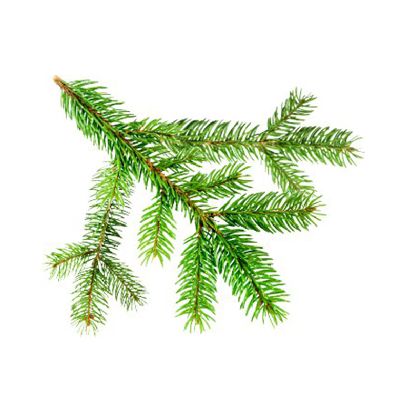 Balsam Fir Organic Essential Oil - 10 ml - eOil.co.za