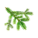 Balsam Fir Organic Essential Oil - 10 ml - eOil.co.za