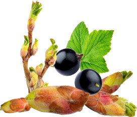 Blackcurrant Bud Cassis Absolute Oil - eOil.co.za
