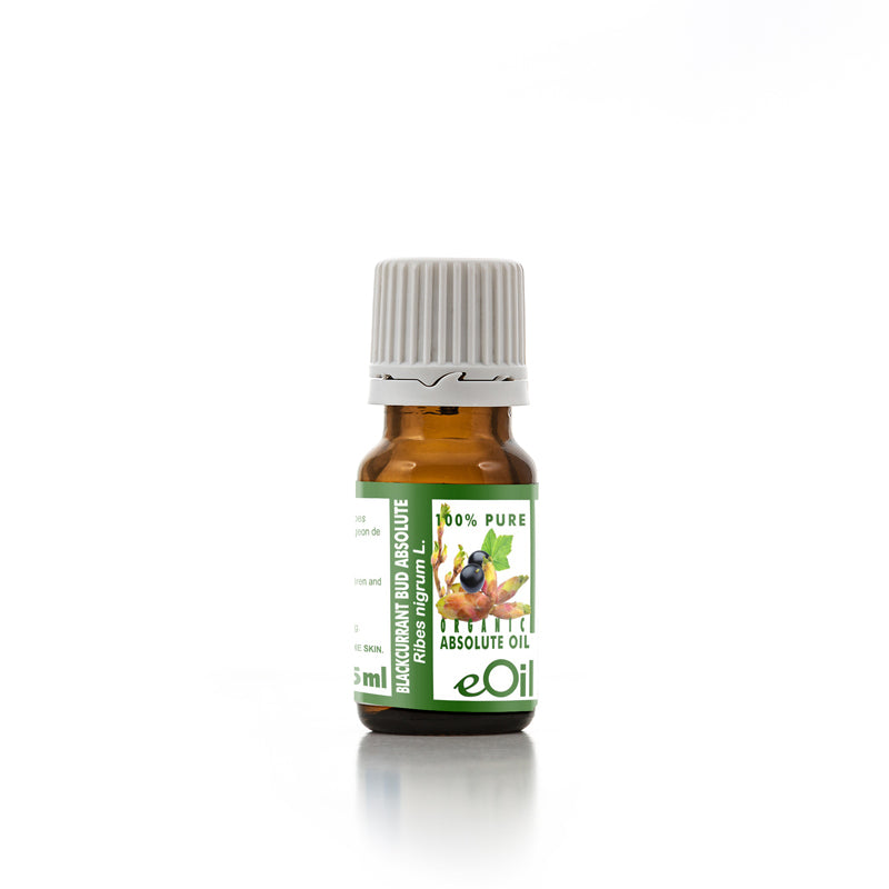 Blackcurrant Bud Cassis Absolute Oil, pure organic for perfumery and aromatherapy