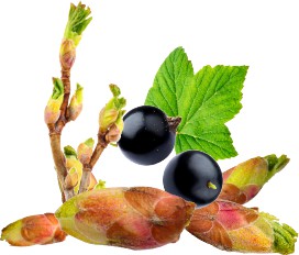 Blackcurrant Bud Cassis Absolute Oil, pure organic for perfumery and aromatherapy