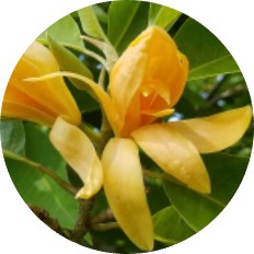 Champaca Absolute Oil - eOil.co.za image of the flower