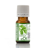 Bottle of coriander leaf essential oil with a green label on a white background