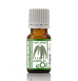 Bottle of eucalyptus essential oil with a white background