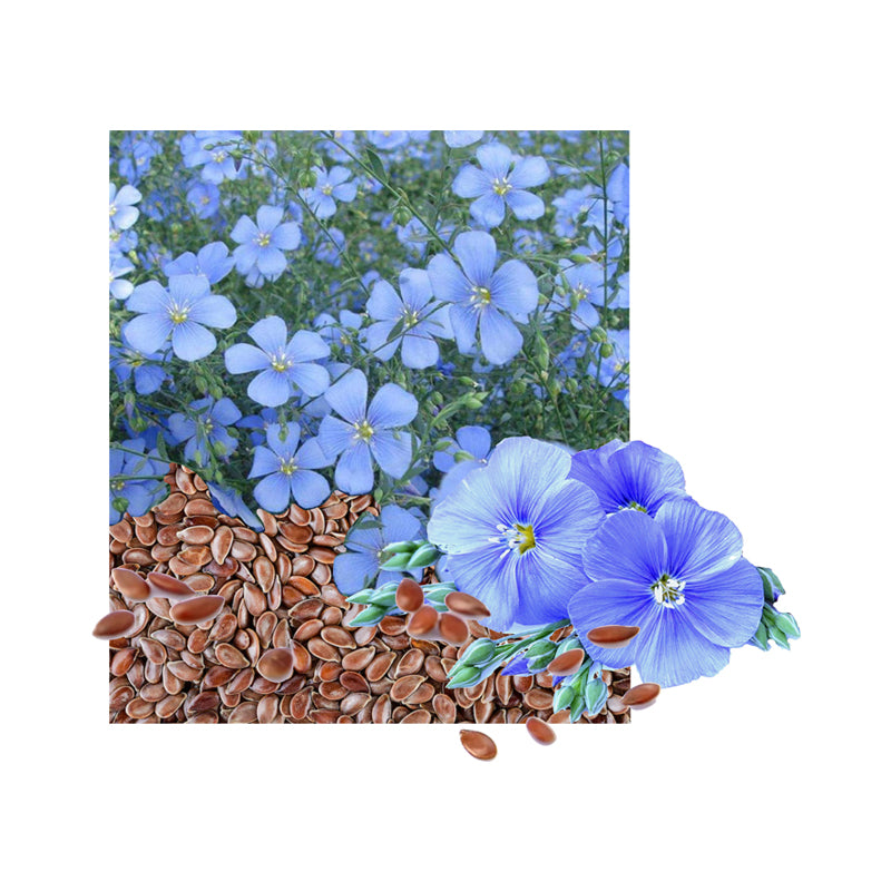 Flaxseed linseed oil natural carrier 100 ml - eOil.co.za