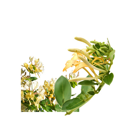 Honeysuckle Absolute Organic Oil, luxurious sweet floral extract for uplifting diffusers, skin and perfumes