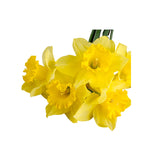 Jonquil Absolute Oil