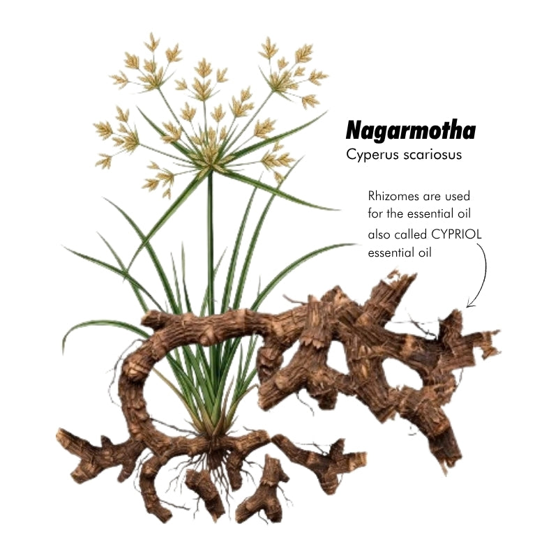Nagarmotha ( Cypriol ) Essential Oil