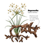 Nagarmotha ( Cypriol ) Essential Oil
