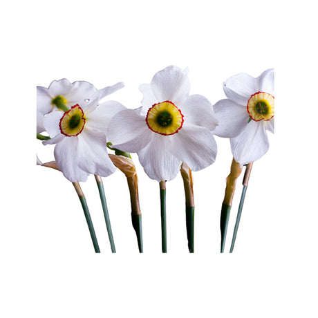 Narcissus Absolute Oil Organic - eOil.co.za