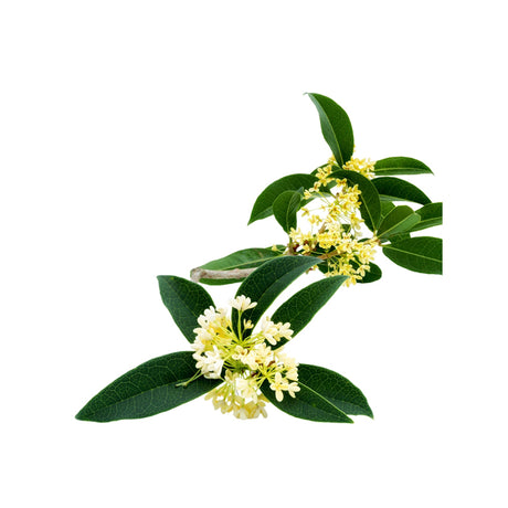 Osmanthus Absolute Oil Organic - eOil.co.za