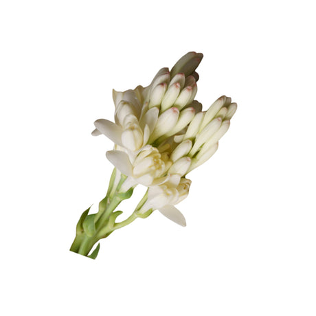 Tuberose Absolute Oil Organic - eOil.co.za