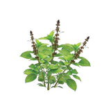 Tulsi Holy Basil essential oil