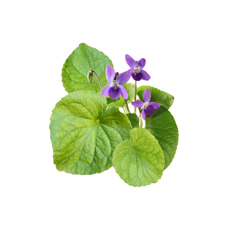 Violet Leaf Absolute Oil - eOil.co.za