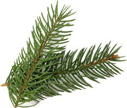 Black Spruce Essential Oil Organic - eOil.co.za