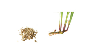 Calamus Essential Oil Organic - eOil.co.za