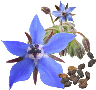 Borage Seed Organic Carrier Oil - eOil.co.za