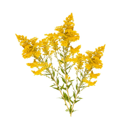 Goldenrod  - Liquid Herbal Extract - eOil.co.za