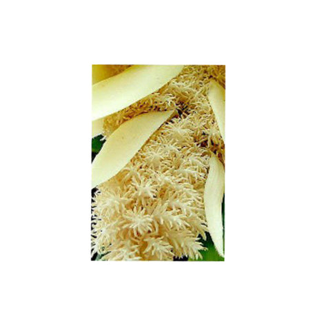 Kewra Essential Oil Organic, floral note for perfumery and culinary aroma