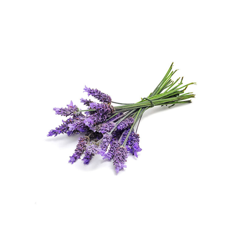 Lavender Essential Oil Organic