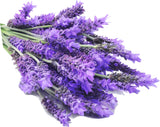 Lavender Essential Oil Organic