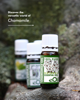 Cinnamon - 60 Capsules - Herbal Collection