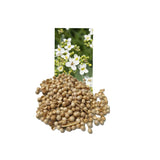 Abyssinian Crambe Carrier Oil Organic - eOil.co.za