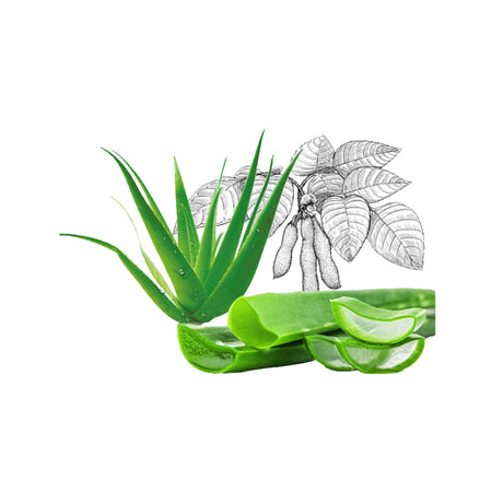 Aloe Vera Macerated Carrier Oil Organic - eOil.co.za