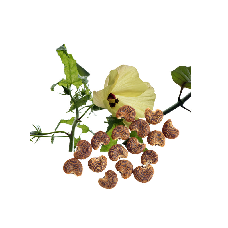 Ambrette Fruits Ambrette Seed Essential Oil Organic - 10 ml - eOil.co.za