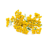 Blue Tansy  Essential oil - 5 ml - eOil.co.za