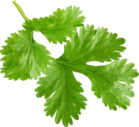 Cilantro (Coriander Leaf) Organic Essential Oil - 10 ml - eOil.co.za