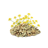 Fennel ( Sweet ) Essential Oil Organic - 10 ml - eOil.co.za