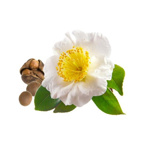 eOil.co.za Camellia oil excellent for skin, hair, collagen, irritation redness moisturizing hydration elasticity